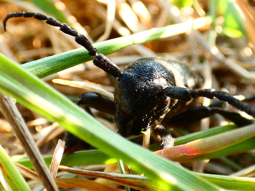 Dorcadion aethiops - fekete gyalogcincér