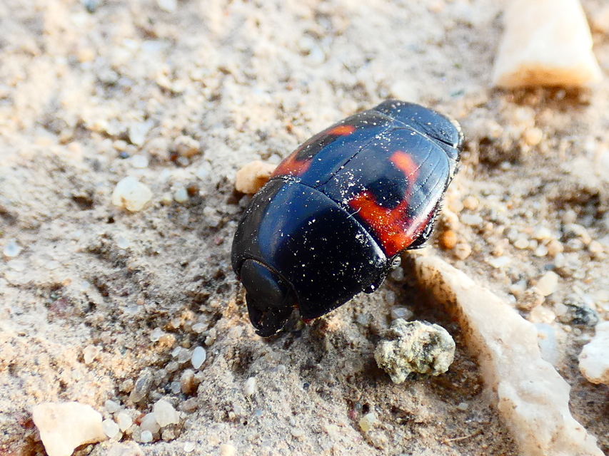 Hister quadrimaculatus - közönséges sutabogár