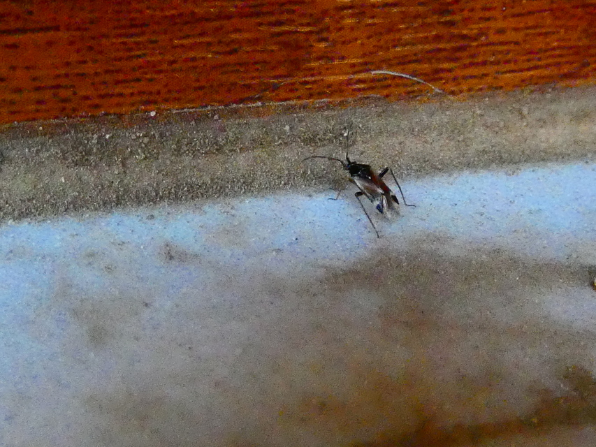Harpocera