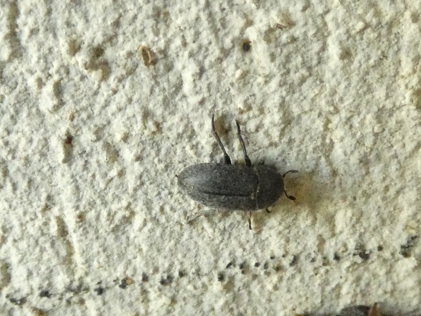 Dermestes laniarius - gyászos porva
