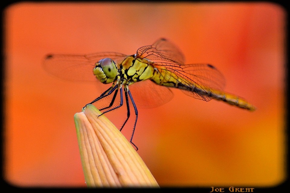 Sympetrum sanguineum - vörös katona-szitakötő