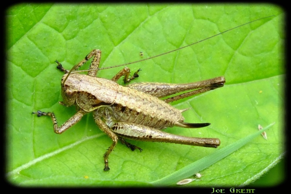 Pholidoptera griseoaptera - szürke avarszöcske
