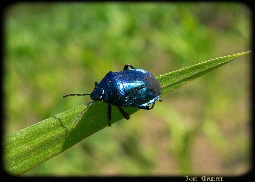Zicrona caerulea - acélkék poloska Zicrona caerulea - acélkék poloska