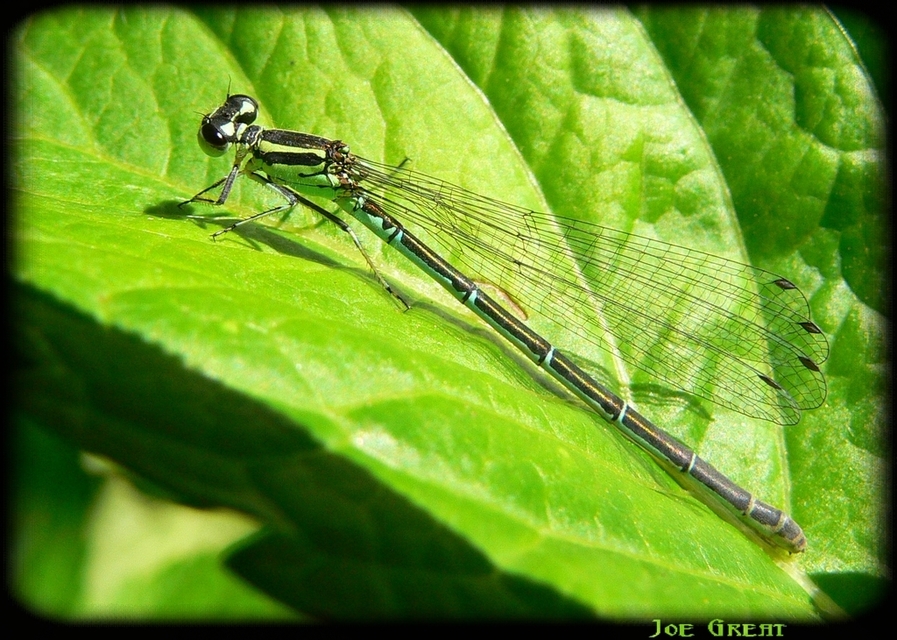 Coenagrion puella - azúrkék légivadász