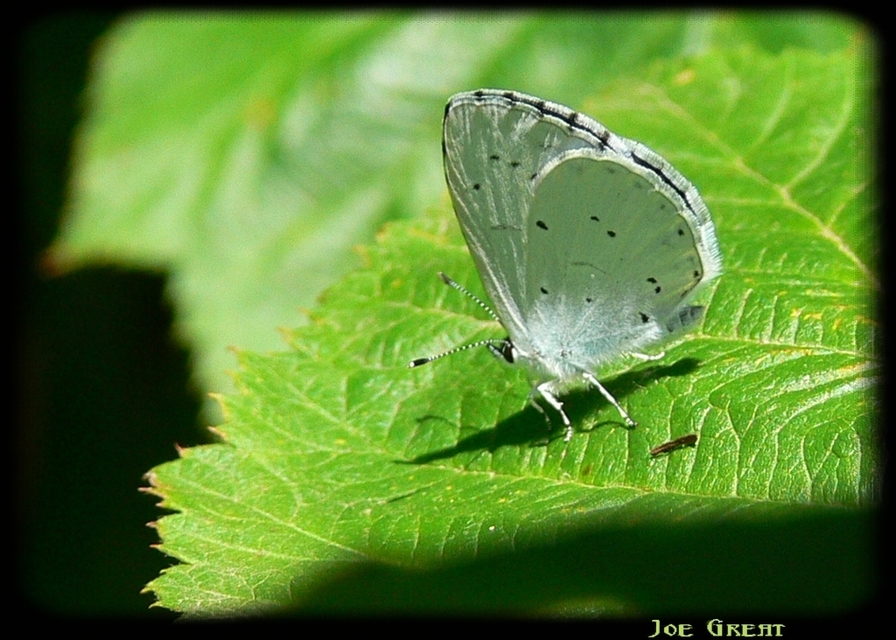 Celastrina argiolus - bengeboglárka