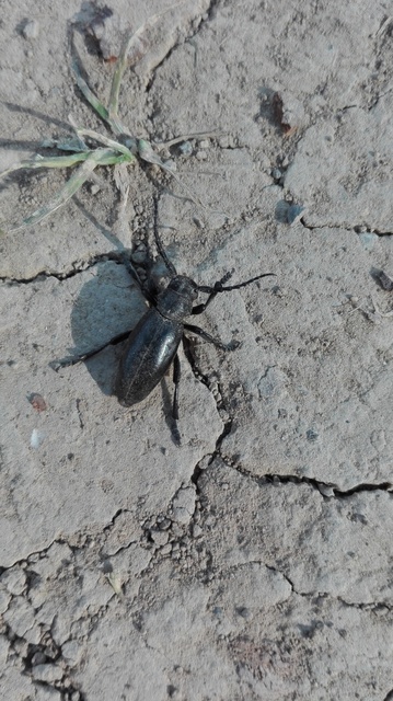 Dorcadion aethiops - fekete gyalogcincér
