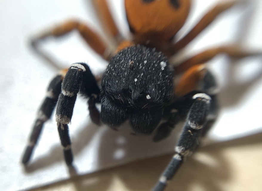 Eresus moravicus - sárgafejű bikapók Eresus moravicus - sárgafejű bikapók