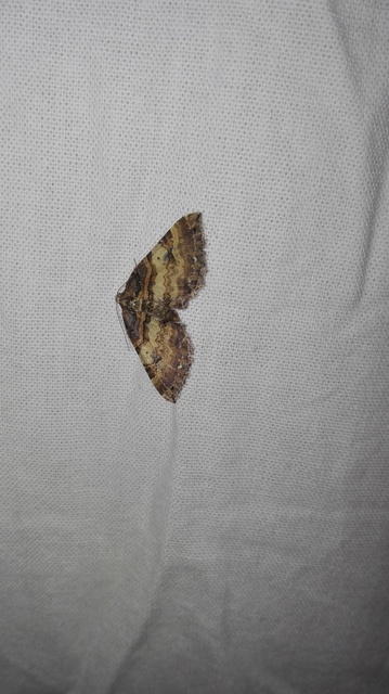 Earophila badiata - csipkerózsa-araszoló