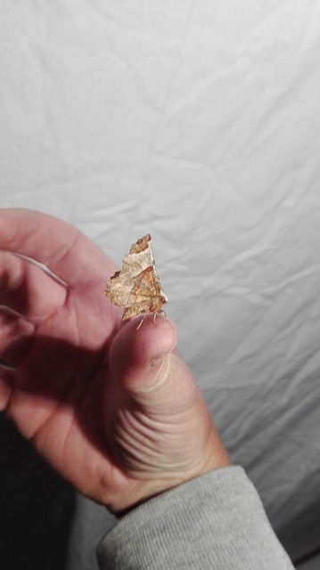 Selenia lunularia - egyfoltos holdasaraszoló