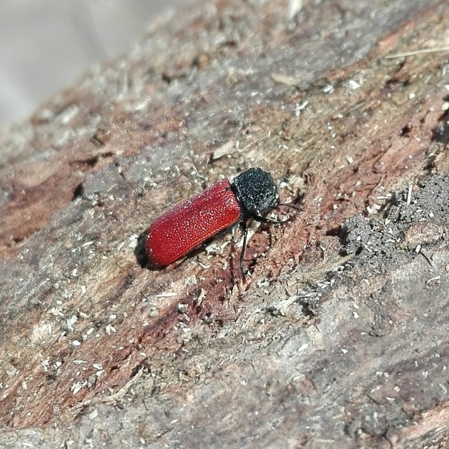 Bostrichus capucinus - piros csuklyásszú