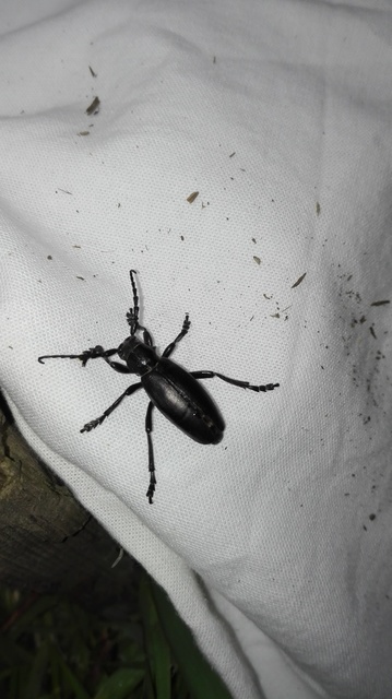 Dorcadion aethiops - fekete gyalogcincér