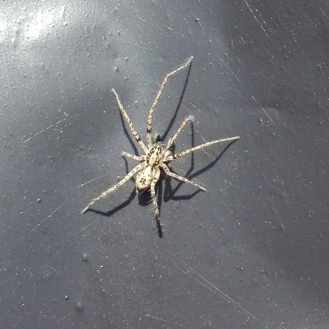 Anyphaena accentuata - jegyespók