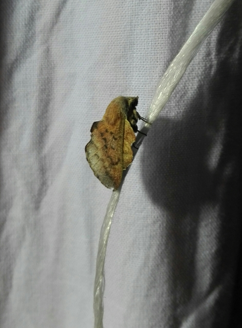 Phyllodesma tremulifolia - nyárlevélpohók