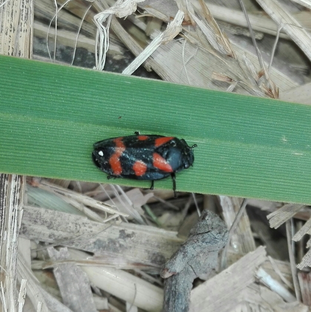 Cercopis