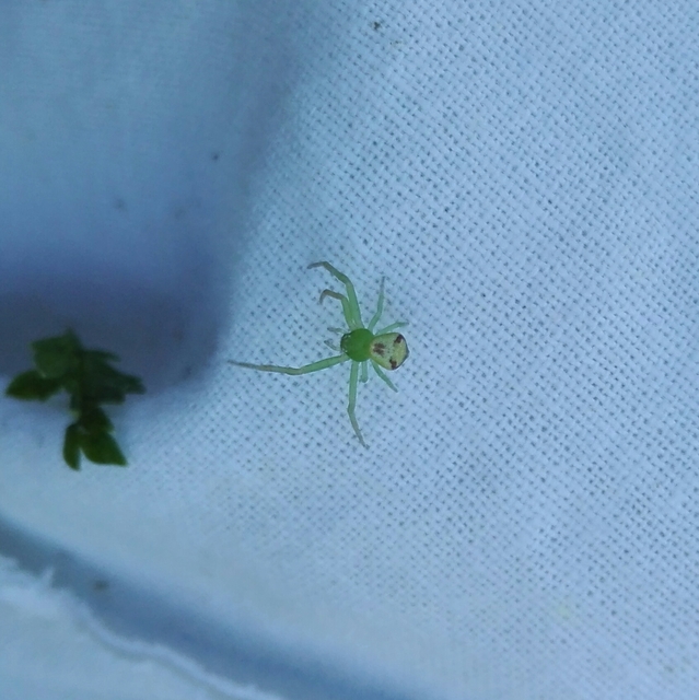 Ebrechtella tricuspidata - alakoskodó karolópók