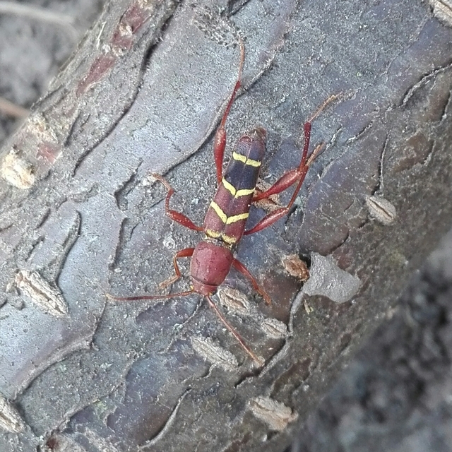 Neoclytus acuminatus - amerikai darázscincér