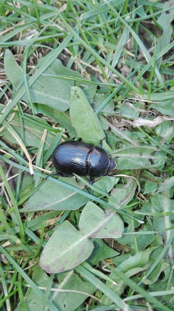 Pentodon idiota - butabogár