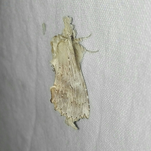 Pterostoma palpina - csőrös púposszövő