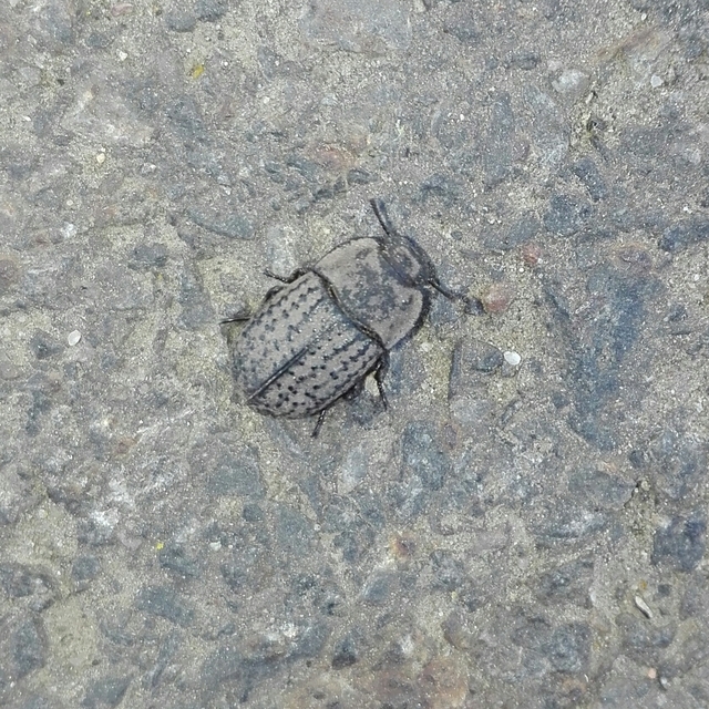 Opatrum sabulosum - sároshátú gyászbogár