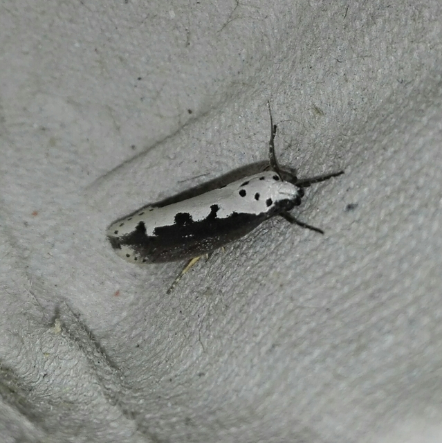 Ethmia