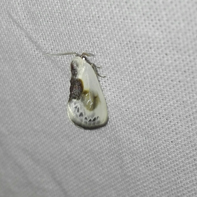 Cilix glaucata - törpe sarlósszövő