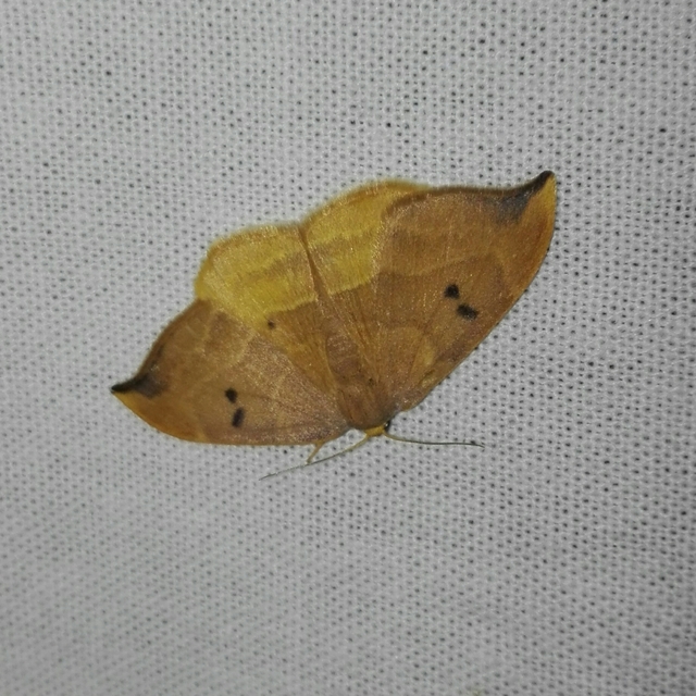 Watsonalla binaria - tölgyfa-sarlósszövő