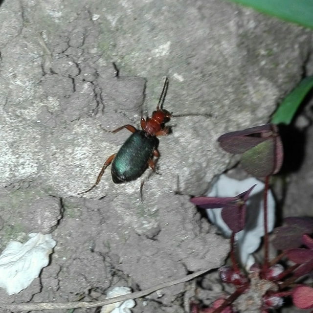 Brachinus crepitans - nagy pöfögőfutrinka