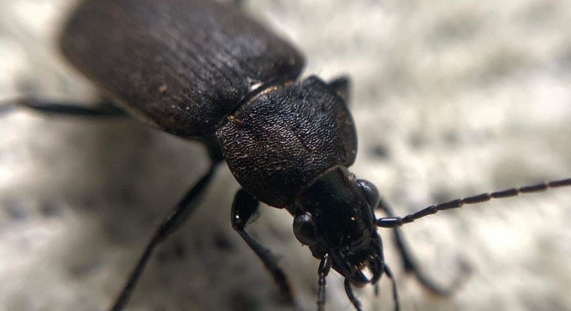 Chlaenius tristis - fekete bűzfutó