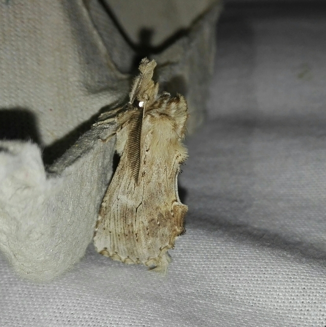 Pterostoma palpina - csőrös púposszövő