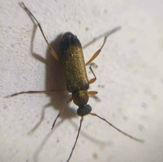 Grammoptera ustulata - aranyszőrű galagonyacincér Grammoptera ustulata - aranyszőrű galagonyacincér