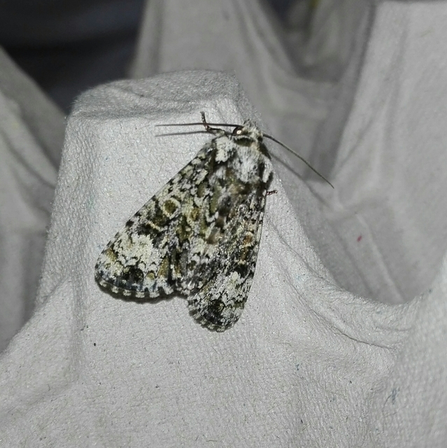 Craniophora ligustri - fagyalbagoly