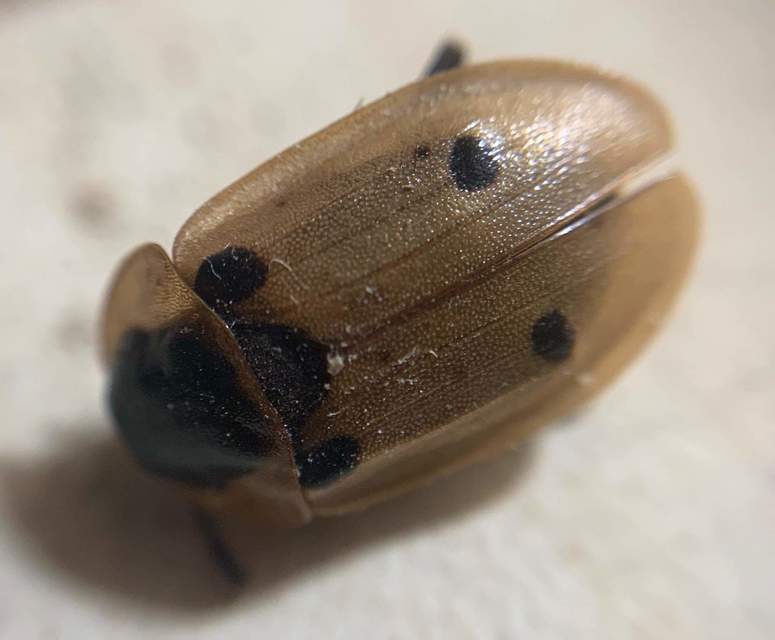 Dendroxena quadrimaculata - négypettyes dögbogár