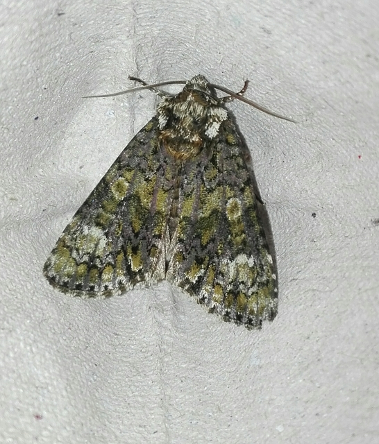 Craniophora ligustri - fagyalbagoly