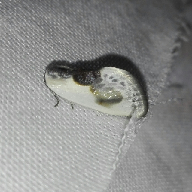 Cilix glaucata - törpe sarlósszövő