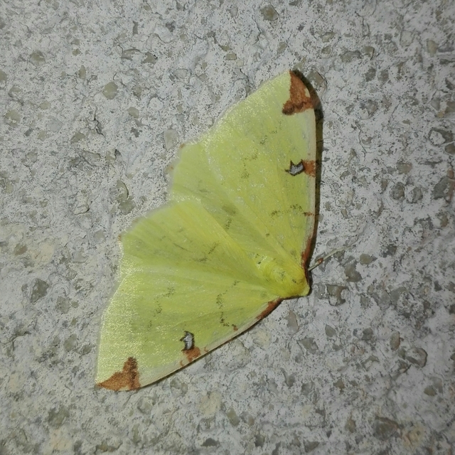Opisthograptis luteolata - citromsárga araszoló