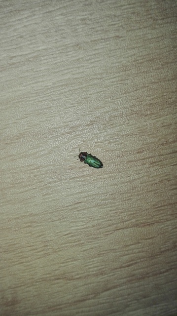 Anthaxia nitidula - ragyogó virágdíszbogár