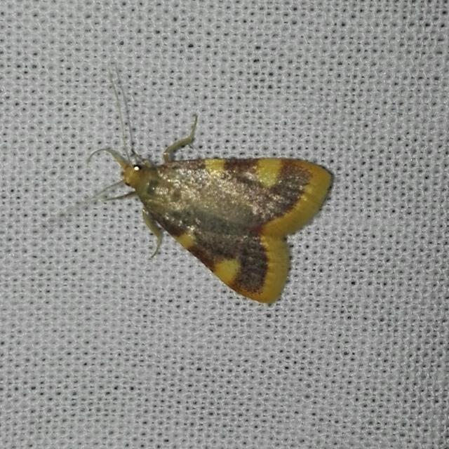 Hypsopygia costalis - szénailonca