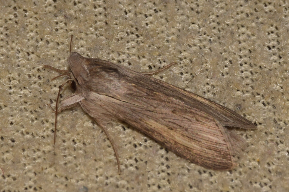 Cucullia balsamitae - homoki csuklyásbagoly
