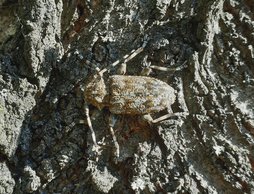 Aegomorphus clavipes - tarka cincér Aegomorphus clavipes - tarka cincér