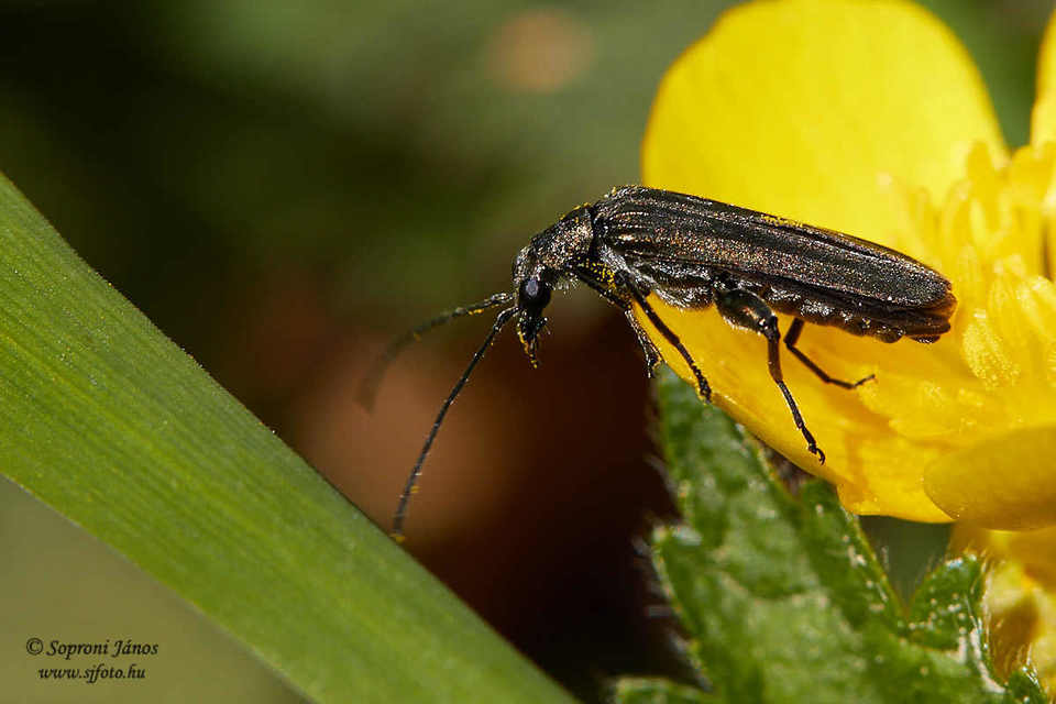 Oedemeridae - álcincérfélék