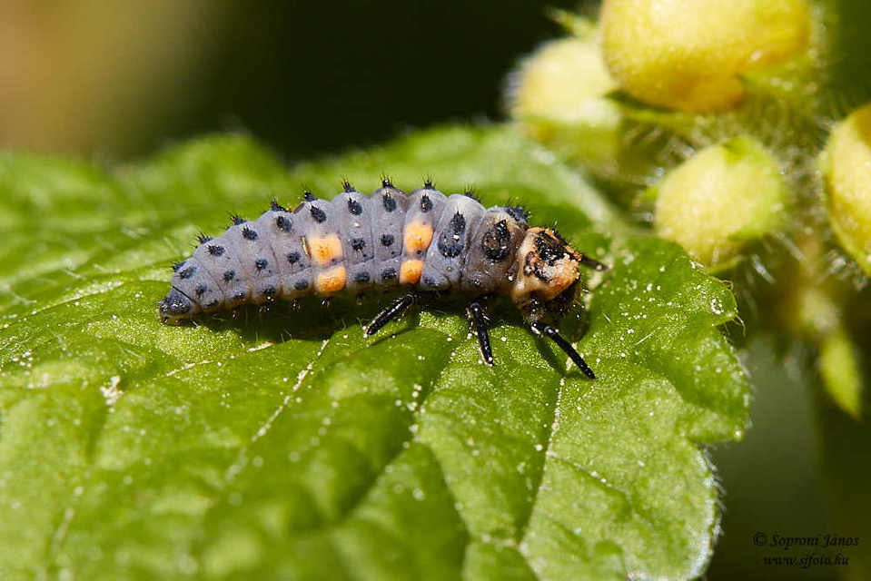 Coccinella septempunctata - hétpettyes katica