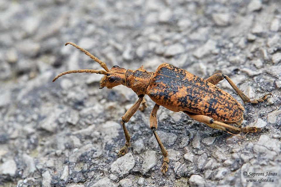Rhagium sycophanta - tölgyes-tövisescincér