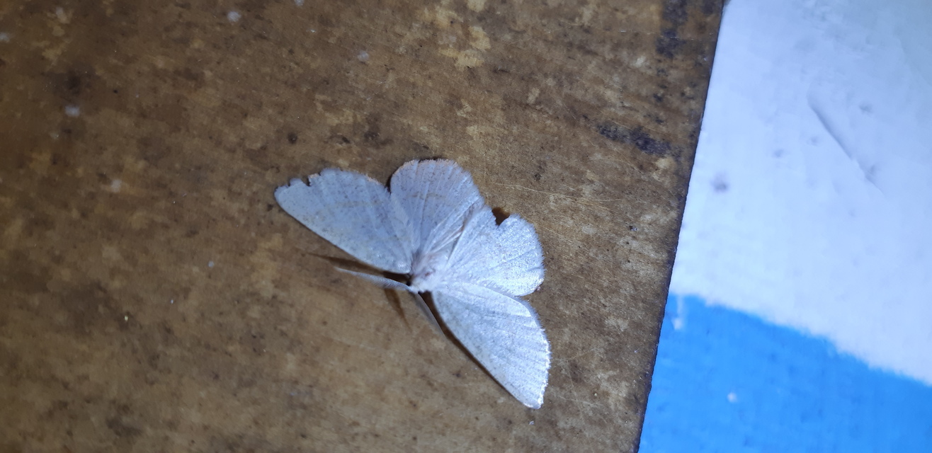 Cabera exanthemata - pettyes égeraraszoló