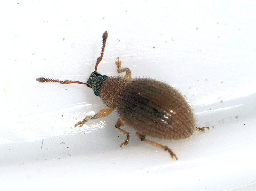 Brachysomus setiger - vastagcsápú gyepormányos Brachysomus setiger - vastagcsápú gyepormányos