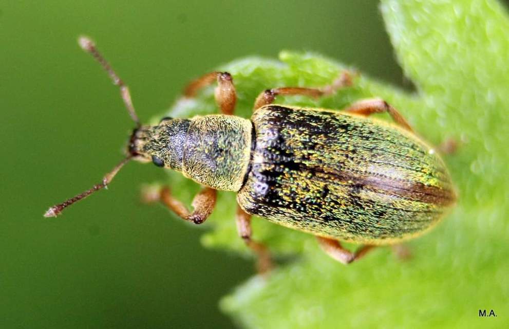 Polydrusus impar - fenyves-lombormányos