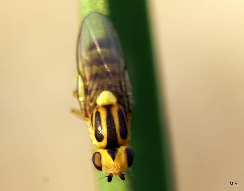 Chloropidae - gabonalegyek