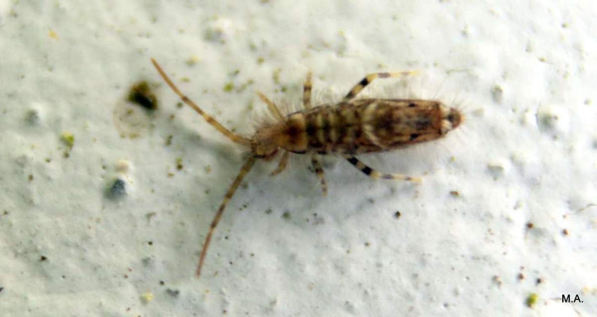 Entomobrya dorsalis