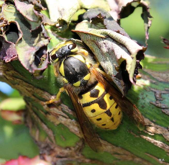 Vespula germanica - német darázs