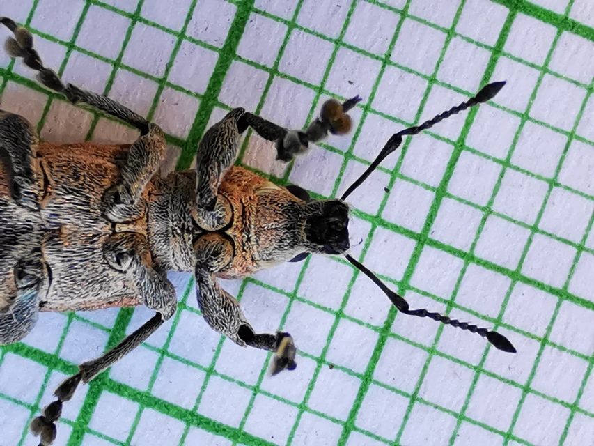 Tanymecus palliatus - közönséges hegyesfarúbarkó