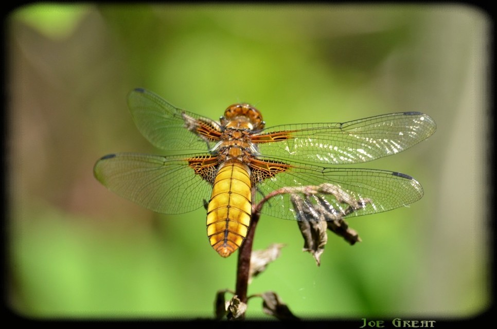 Libellula depressa - széles laposacsa